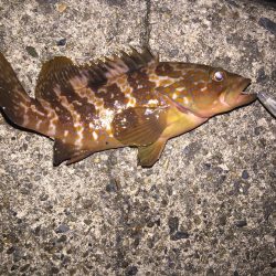 今日もメバリング